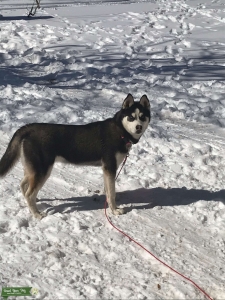 Siberian Husky  Listing Image