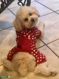 Miniature Poodle Stud Service Listing Image