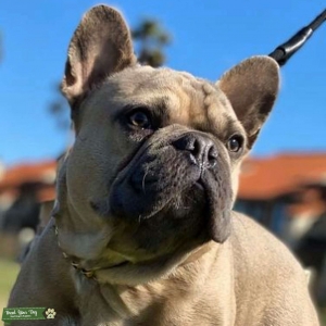 AKC Registered BLUE FAWN  French Bulldog Listing Image