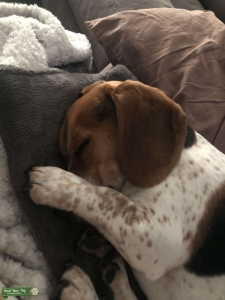 Beagle Listing Image