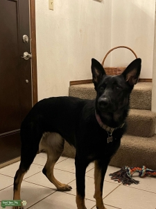 Dark brown 3rd generation 100% german shephard Listing Image