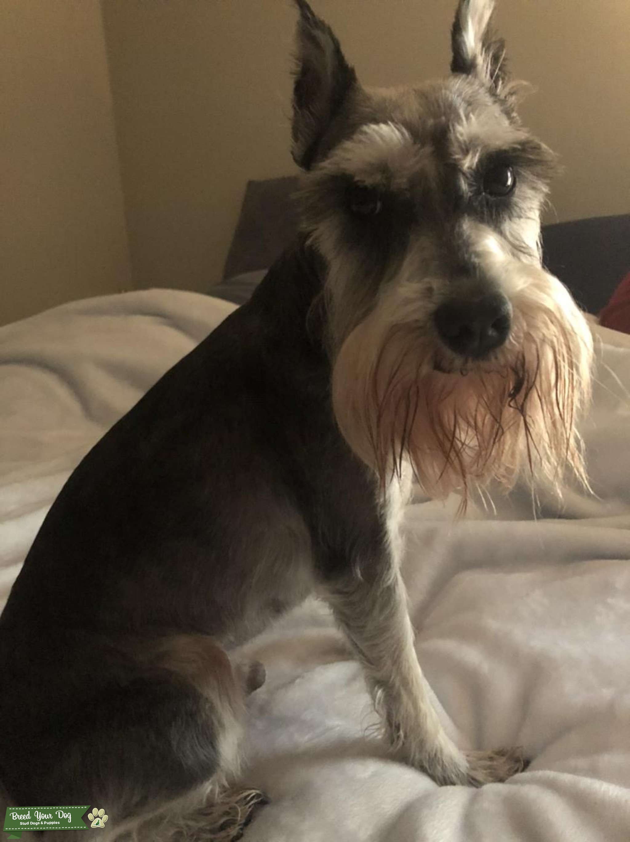 Miniature Schnauzer Stud Dog in Atlanta, GA, the United States