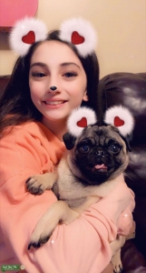 Looking for quality, unusual colored Pug stud in the South Jersey/Phila area Listing Image