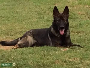AKC Czech/DDR German Shepherd Stud  Listing Image