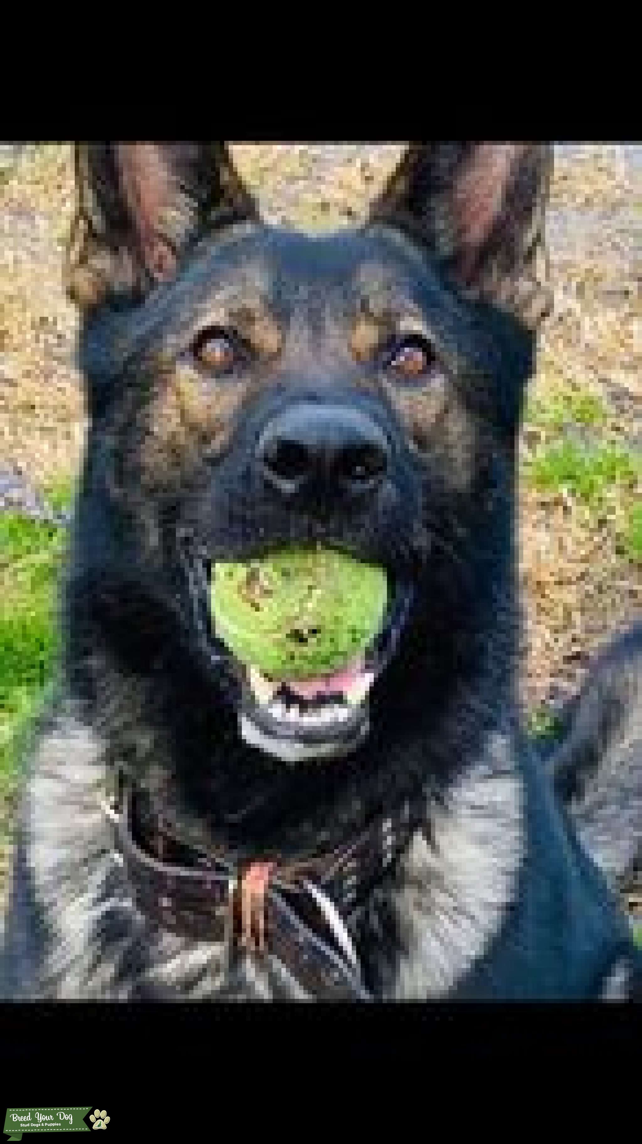 AKC Czech/DDR German Shepherd Stud - Stud Dog Arkansas - Breed Your Dog