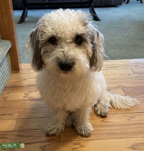 maltese mix Listing Image