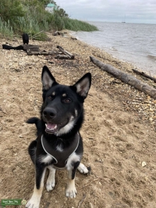 Beautiful German Shepard Listing Image