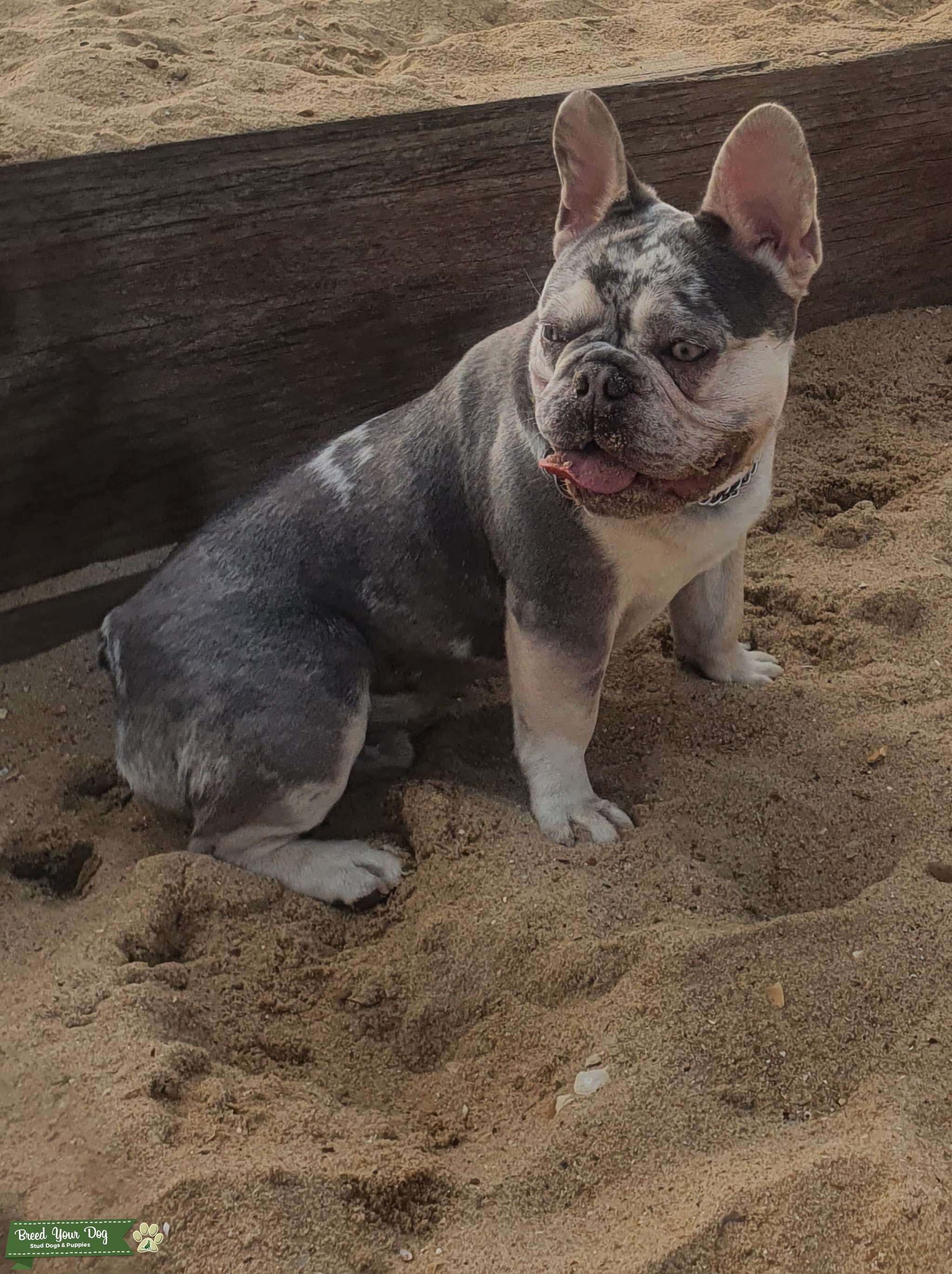 lilac tan merle carrying cream Stud Dog in dorset, United States