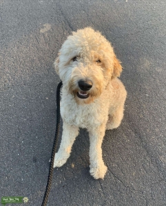 F2B Goldendoodle Stud Listing Image