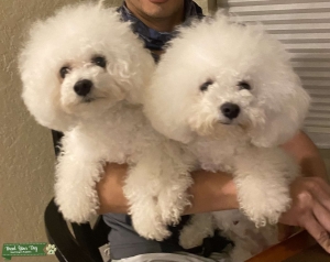 Akc bichon female Listing Image