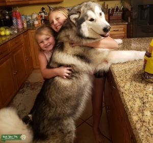 Alaskan Malamute  Listing Image
