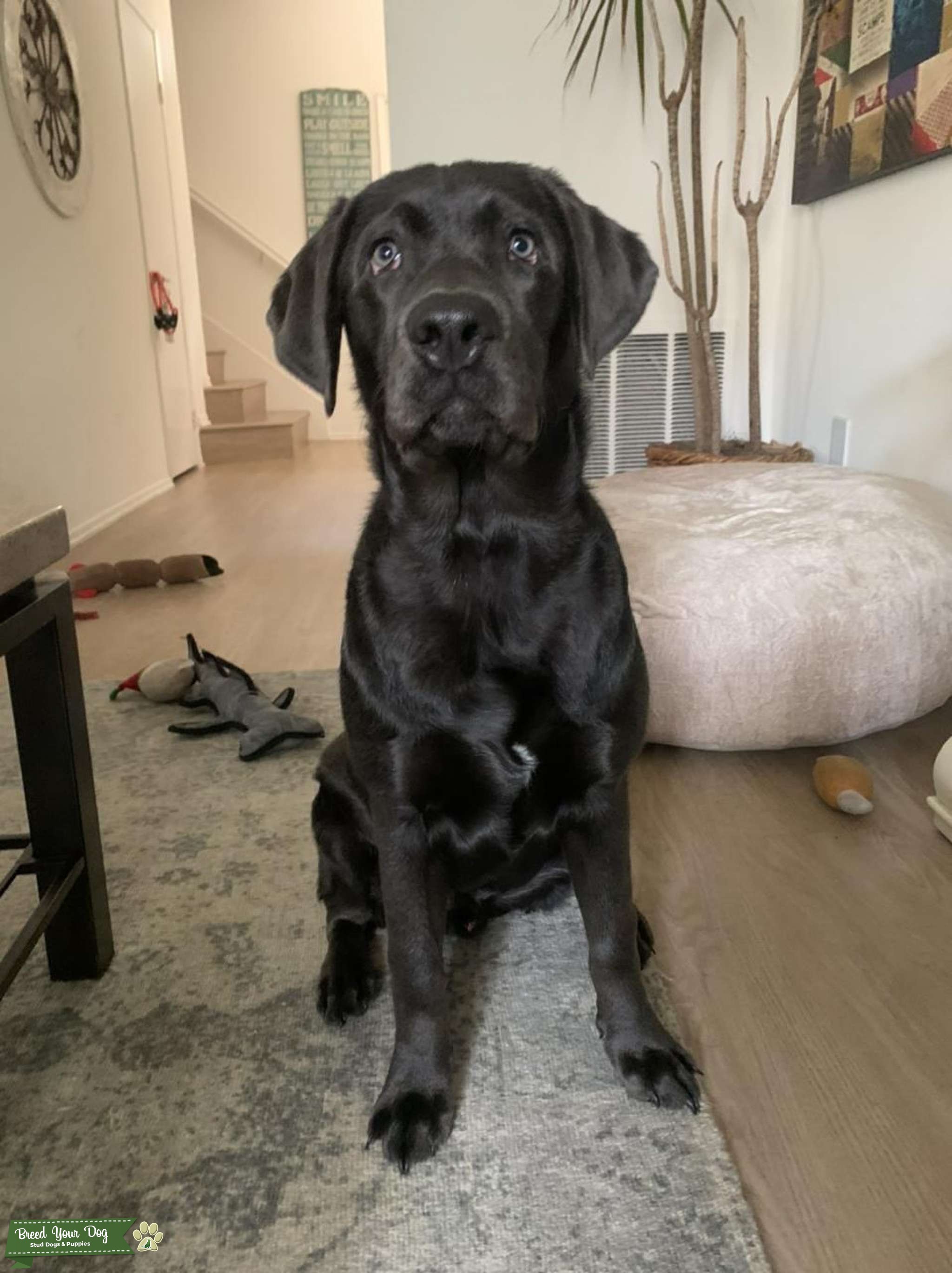 Charcoal Lab Stud Stud Dog in Orange County, CA, the United States