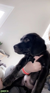 Beaglador stud   Listing Image