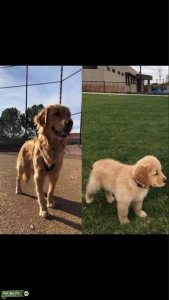 Golden Retriever  Listing Image