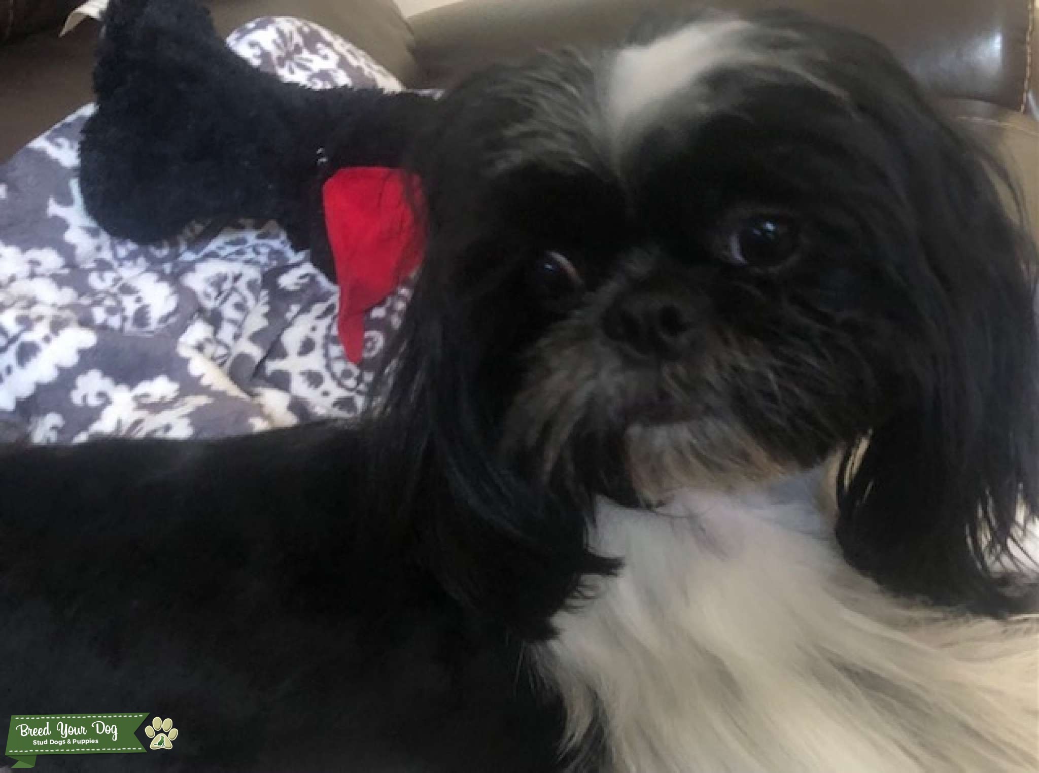 Sweet Shih Tzu Stud Dog in FL, the United Kingdom Breed Your Dog