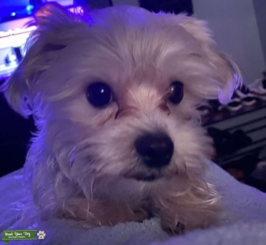 Stud Yorkie/Maltese Listing Image