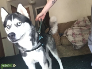 Siberian husky  Listing Image