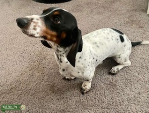 Beautiful Piebald Dachshund Listing Image