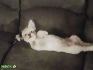 Mushu - Ready for LOVE Listing Image