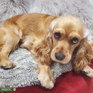 Female  Cocker Spaniel Listing Image