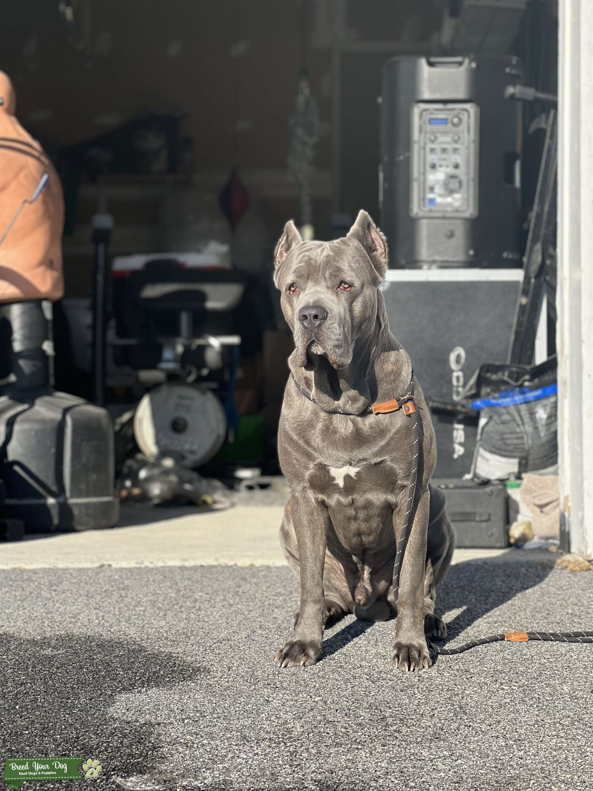 Blue Brindle Cane Corso AKC and ICCF Stud Dog in New York , Mexico