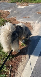 AKC Registered Husky  Listing Image