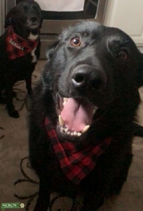 Gorgeous 2 year old full black german shepherd male Listing Image
