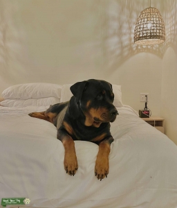 Female 145 lbs large pure German Rottweiler bitch  Listing Image