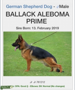 Show line German shepherds Dog Black/red Listing Image