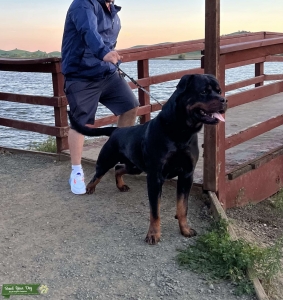 Full AKC German Rottweiler  Listing Image