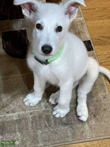 Beautiful White German Shepherd pure breed with papers  Listing Image