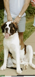Perfect Marking St Bernard  Listing Image