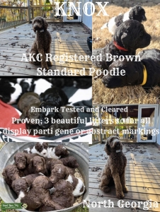 Brown Parti Standard Poodle AKC Listing Image