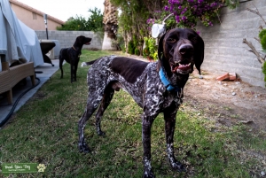 German Shorthaired Pointer Stud Service Listing Image