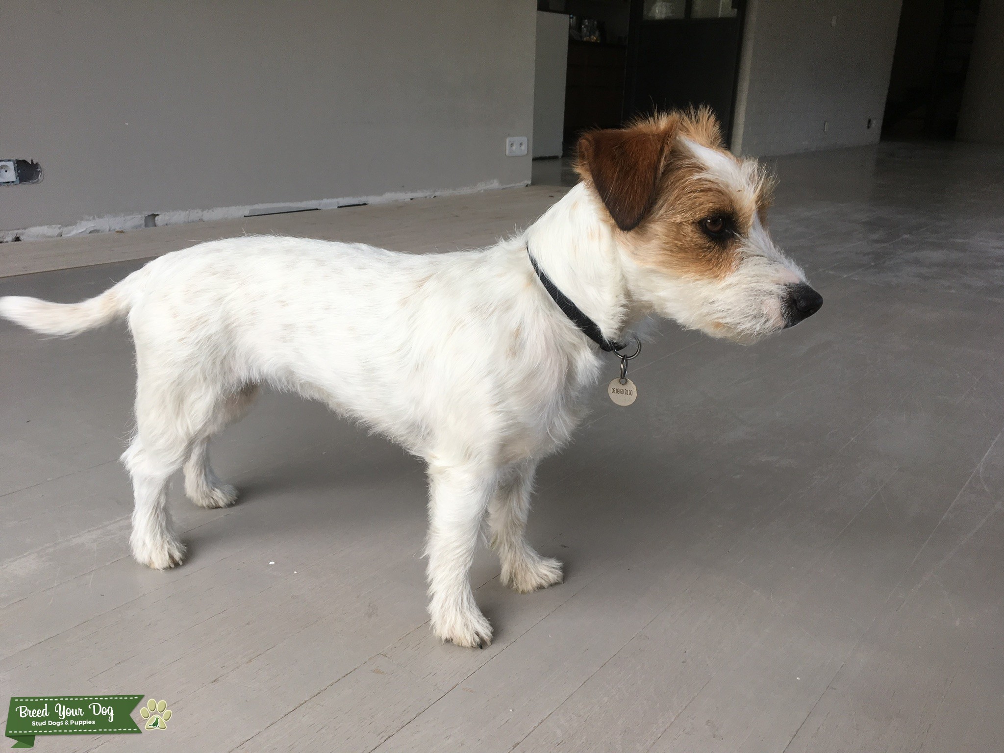 Beautiful French Jack Russel Stud Dog in NY, the United States