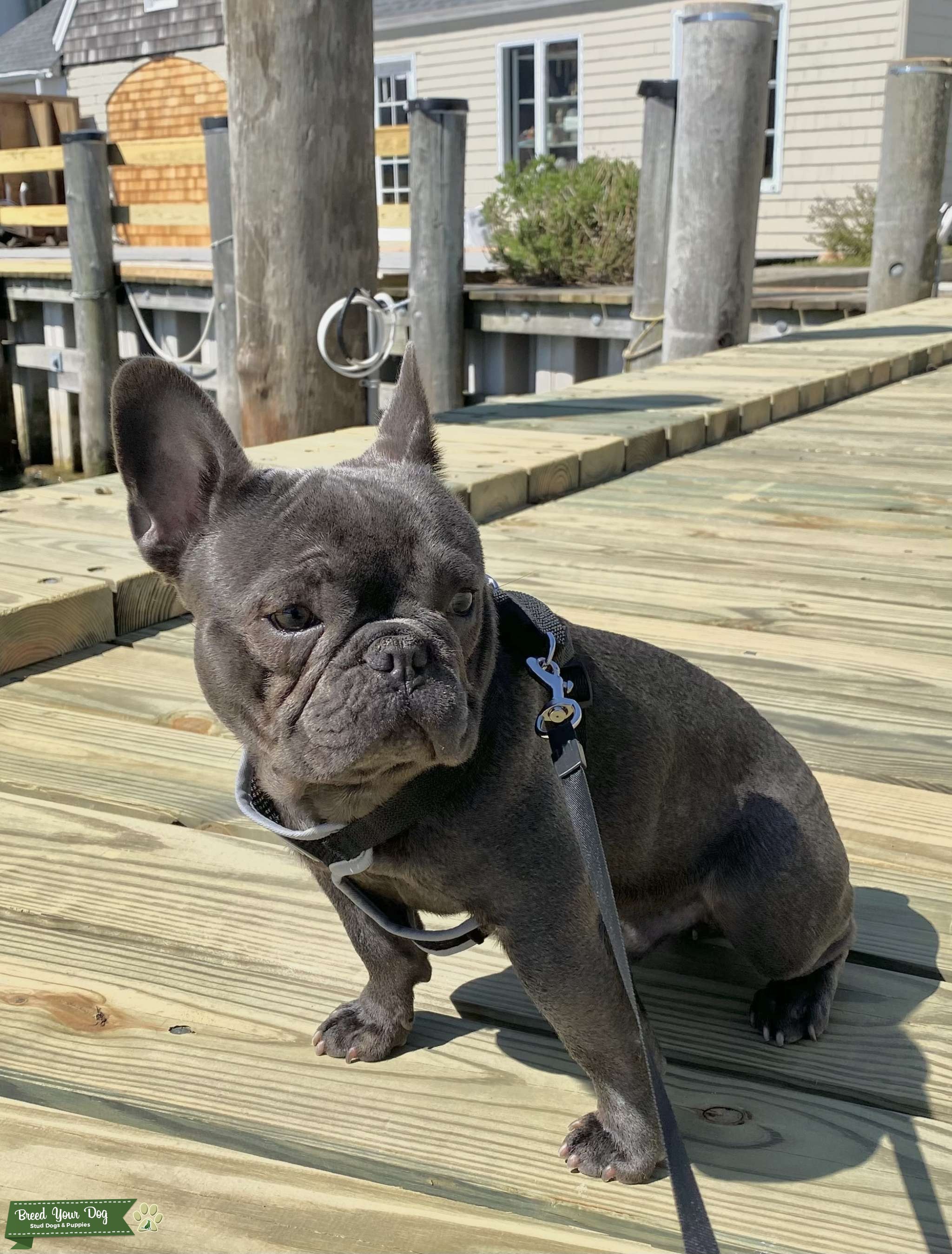 Beautiful blue mini French bulldog is ready for stud Stud Dog