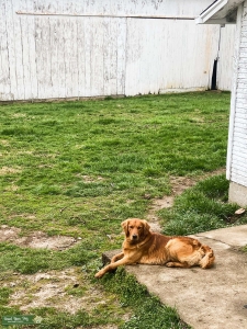 Loving/Playful Male Golden Retreiver Listing Image