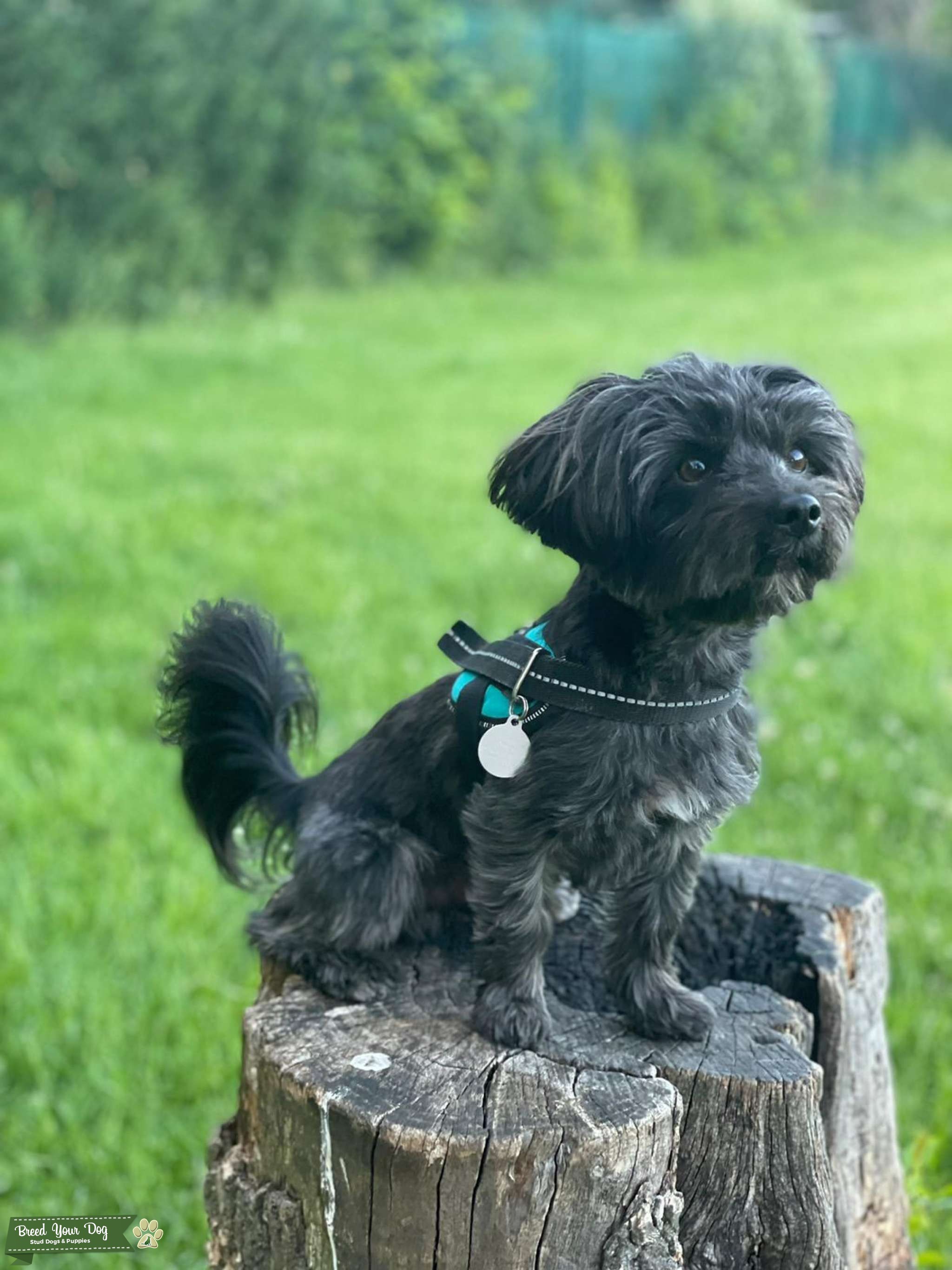 small black terrier mix