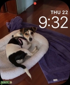 Beautiful tri-colored Jack Russell Listing Image