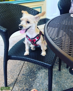Yochon Female Small Dog looking for male stud Listing Image