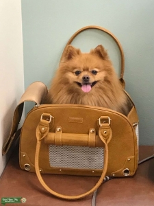 Cream Pom Listing Image