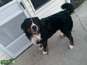 Bernese Mountain Dog Stud Listing Image