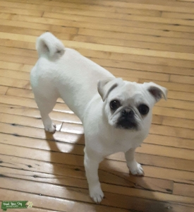 Beautiful white PUG Listing Image