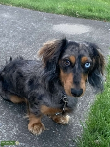 Blue eyed Dapple Dachshund  Listing Image