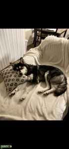 Siberian Husky/Alaskan Malamute Stud Listing Image