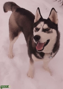 JACK LOOKING for AKC Registered female Listing Image