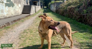 Female German Shepard- lab mix  Listing Image