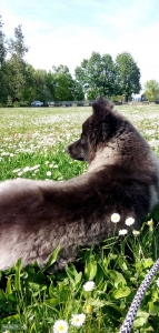 Nanook Alaskan Husky  Listing Image