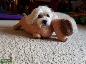 Looking for Love: A Sweet Wife for Our Charming Morkie, Cuba! :o) Listing Image