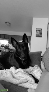 German Shepard stud  Listing Image